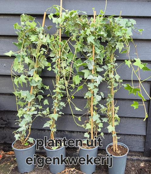 Klimop | Hedera Helix 'Glacier', Tuin en Terras, Planten | Tuinplanten, Vaste plant, Klimplanten, Halfschaduw, Bloeit niet, Ophalen