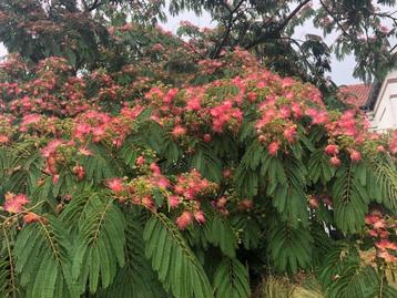 Albizia Slaapboom/Zijdeboom in diverse soorten en maten beschikbaar voor biedingen