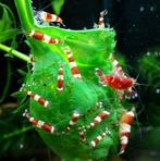 Crystal Red garnalen – hard en zacht water, Kreeft, Krab of Garnaal