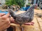 Jong serama haantje, Dieren en Toebehoren, Pluimvee, Mannelijk, Kip