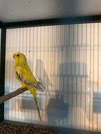 Elegant parkiet, Dieren en Toebehoren, Vogels | Parkieten en Papegaaien, Mannelijk, Parkiet