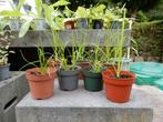 MOOIE PAPYRUS PLANTEN, Ophalen, Volle zon, Vaste plant, Zomer