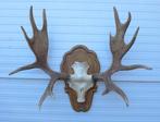Groot  decoratief ELAND GEWEI op houten schild - ref. K