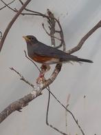 2-1 Grijskap lijster, Dieren en Toebehoren, Vogels | Overige Vogels, Meerdere dieren, Tropenvogel, Geringd