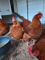 New hamshire kippen, Dieren en Toebehoren, Verzenden, Kippenhok of Kippenren