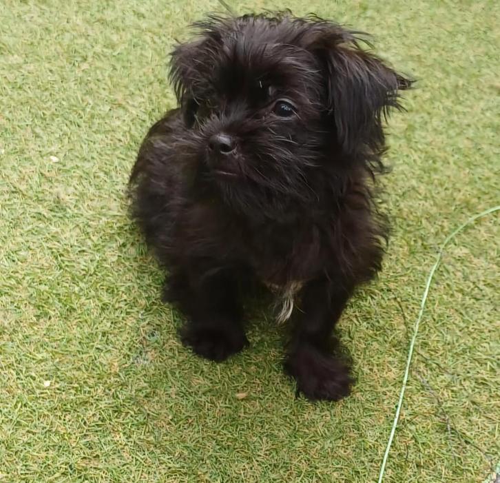 ....PRACHTIGE SHIHPOMS...., Dieren en Toebehoren, Honden | Chihuahua's en Gezelschapshonden, Meerdere dieren, Overige rassen, Particulier