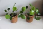 Pannenkoekplant, Huis en Inrichting, Kamerplanten, Ophalen, Vetplant, Halfschaduw, Minder dan 100 cm