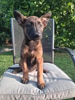 Mechelse herder pups, Dieren en Toebehoren, Honden | Herdershonden en Veedrijvers, Parvo, 8 tot 15 weken, Meerdere, Meerdere dieren