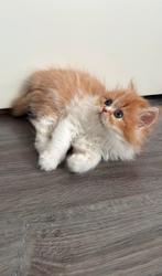Perzische kittens, Dieren en Toebehoren, Katten en Kittens | Raskatten | Langhaar, Kater, Ontwormd