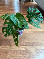 Mooie Monstera adansonii plant 5, Huis en Inrichting, Kamerplanten, Ophalen of Verzenden, Overige soorten, Minder dan 100 cm
