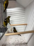 Mooie bastaarden geelbuik sijs x raza kanarie, Dieren en Toebehoren, Vogels | Overige Vogels