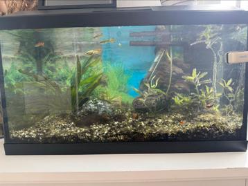 Complete Aquariumset met Guppy’s – Klaar voor gebruik! beschikbaar voor biedingen