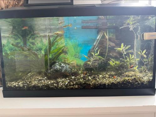 Complete Aquariumset met Guppy’s – Klaar voor gebruik!, Dieren en Toebehoren, Vissen | Aquaria en Toebehoren, Zo goed als nieuw