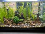 Mooi Aquarium 60x30x35 cm 80liter, Dieren en Toebehoren, Vissen | Aquariumvissen, Vis