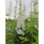 Zaden Delphinium wit, Verzenden, Volle zon