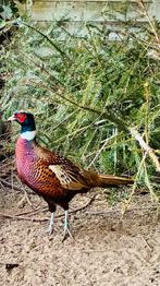 Bos fazanten, Ophalen, Nieuw, Overige typen