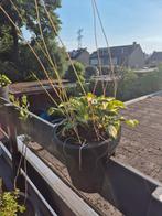2x zwarte balkon pot, Kunststof, Minder dan 30 cm, Balkon, Minder dan 60 cm