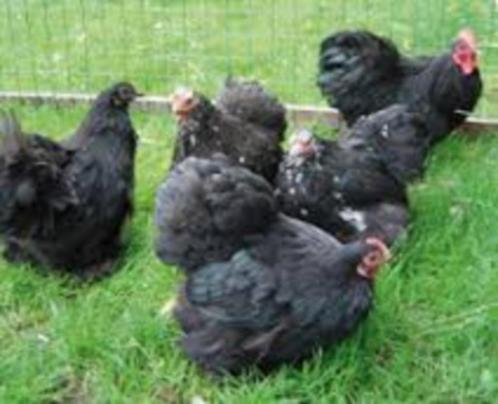 ZWARTE Cochin krielkippen., Dieren en Toebehoren, Pluimvee, Kip, Vrouwelijk