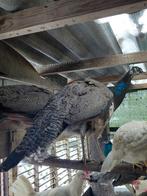 Pauwen, Mannelijk, Overige soorten