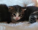 Nog 3 lieve kittens, Meerdere dieren