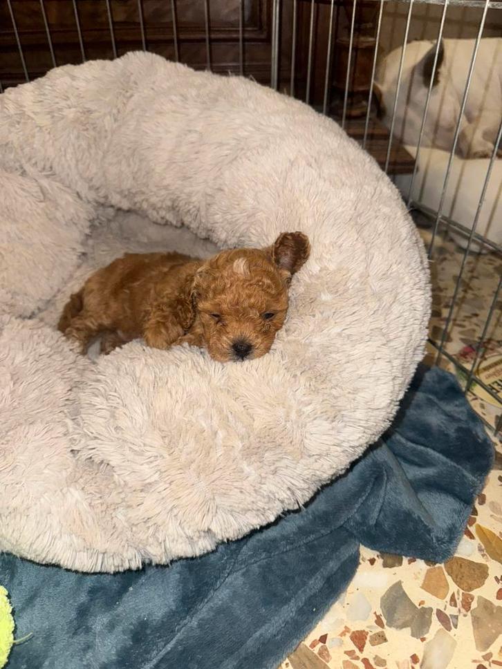 Toy poedel Prachtige red braun Toy poedel teefje, Dieren en Toebehoren, Honden | Poolhonden, Keeshonden en Oertypen, Teef, Overige rassen