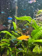 hoogvin karpers, Vis, Zoetwatervis, Schoolvis