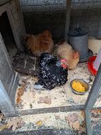 Krielkipjes 3 stuks, gratis ophalen, Dieren en Toebehoren, Vrouwelijk, Kip