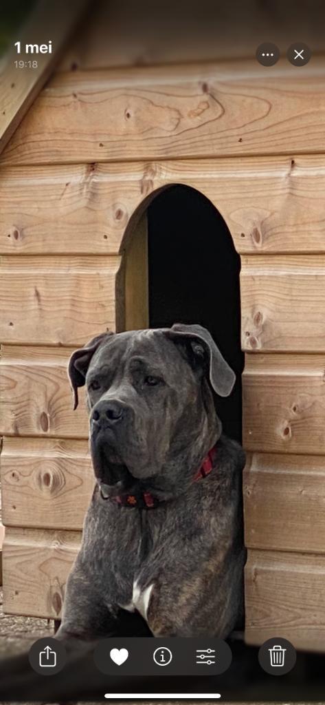 Gezocht dek reu voor cane corso, Dieren en Toebehoren, Honden | Dekreuen, Teef, Particulier, Eén hond, Nederland, 1 tot 2 jaar
