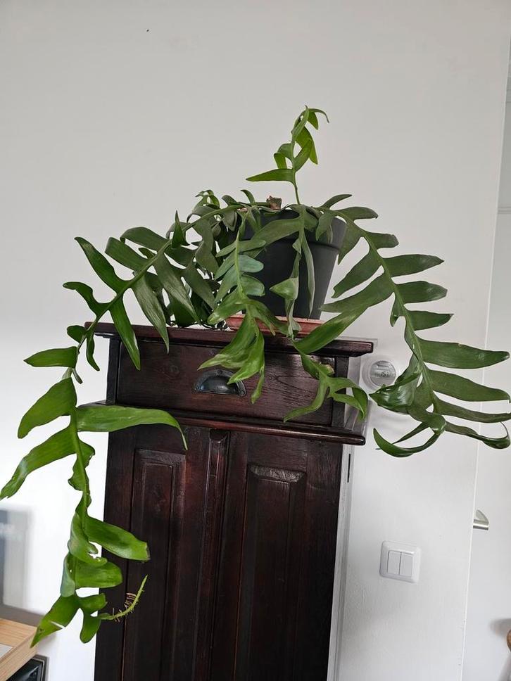 Epiphyllum Chrysocardium / Fern Leaf Cactus / Selenicereus, Huis en Inrichting, Kamerplanten, Overige soorten, Minder dan 100 cm