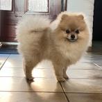 Dekreu pomeriaan, 1 tot 2 jaar, Parvo, Eén hond, Nederland