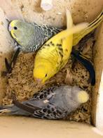 Jonge grasparkieten te koop als ze zelfstandig zijn