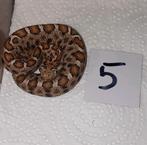 Baja California rattlesnake 0.0.3 (Crotalus enyo), Dieren en Toebehoren, Slang, 0 tot 2 jaar