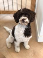 Maltipoo dekreutje (niet te koop), Parvo, Reu, 1 tot 2 jaar, Eén hond