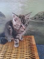 Maine Coon kittens, Dieren en Toebehoren, Meerdere dieren, Gechipt, 0 tot 2 jaar