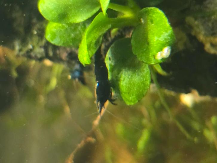 Ocean Blue Garnalen. Blauwe Garnalen, Dieren en Toebehoren, Vissen | Aquariumvissen, Kreeft, Krab of Garnaal