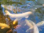 Diverse Koikarpers, Karper of Koi