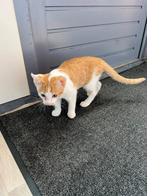 cyperse katten te koop, Dieren en Toebehoren, Katten en Kittens | Raskatten | Korthaar, Kater