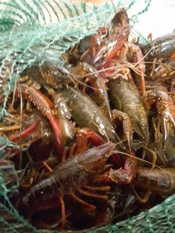 rivierkreeft beschikbaar voor biedingen
