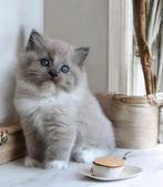 Mooiste mink en sepia ragdoll kittens, Kater, Gechipt, 0 tot 2 jaar