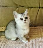 Brits britse korthaar kitten poesjes silver shaded, Dieren en Toebehoren, Katten en Kittens | Raskatten | Korthaar, Meerdere dieren