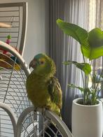 Amazonepapegaai, Dieren en Toebehoren, Mannelijk, Parkiet