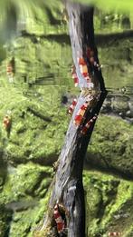 Crystal Red garnalen gradatie A (3 witte banden), Dieren en Toebehoren, Vissen | Aquariumvissen, Kreeft, Krab of Garnaal, Zoetwatervis