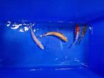 Sarasa,Goudwinde,Blauwewinde,Shubunkin mix 4 voor 45,00 euro, Karper of Koi