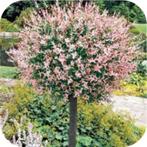 Salix integra Hakuro nishiki, Bonte wilg, flamingoboom, Vaste plant
