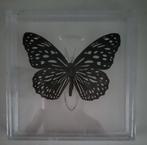 Te koop mooie vlinder de Tirumala Septentrionis, Dieren en Toebehoren, Insecten en Spinnen, Vlinders of Rupsen