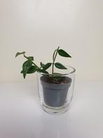 Hoya bella, populaire kamerplantje, baby kamerplantje, Overige soorten, Ophalen of Verzenden, In pot, Minder dan 100 cm