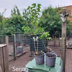 Sering stekken, Tuin en Terras, Ophalen, Overige soorten, Struik, Minder dan 100 cm