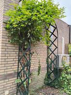 Prachtige Rozenboog, Ophalen, Overige soorten, 100 tot 250 cm