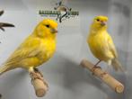 Gele kanaries, Dieren en Toebehoren, Vogels | Kanaries, Meerdere dieren, Kleurkanarie