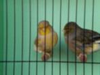 glosters, Dieren en Toebehoren, Vogels | Kanaries, Meerdere dieren, Postuurkanarie
